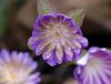 Hepatica japonica S...